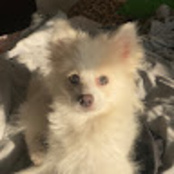 Meet your Posher, Sarai - Picture 1 of 1